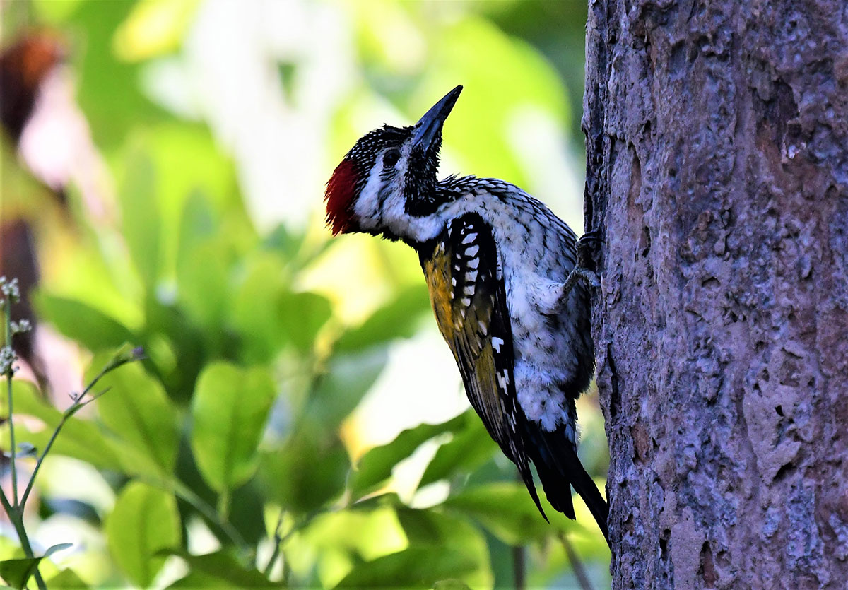 Birding-at-Corbett-National-Park