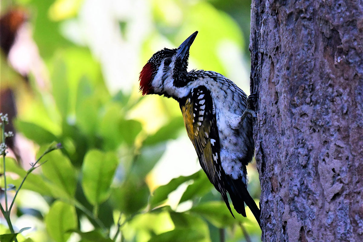 Birding-at-Corbett-National-Park