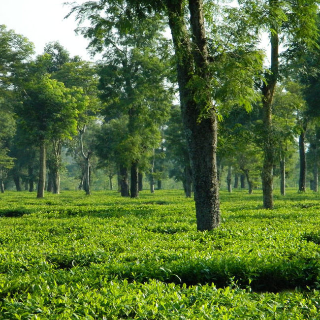 Jalannagar-Tea-Estate